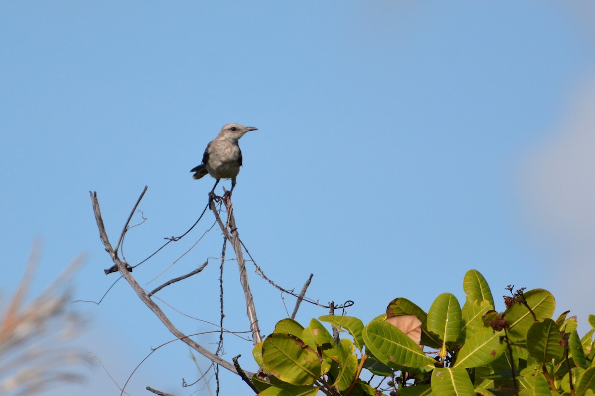 Tropical Mockingbird - Kandace Glanville