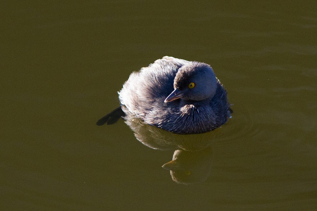 Least Grebe - Silvia Faustino Linhares