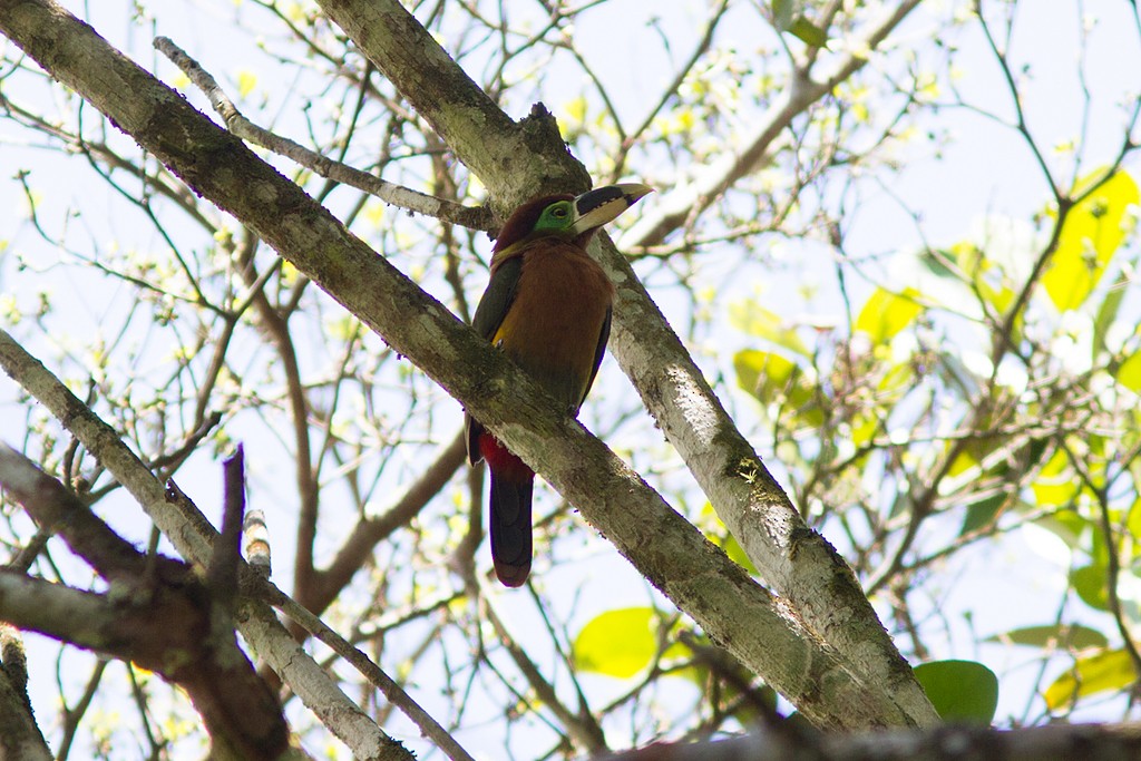 Gould's Toucanet - ML195484291