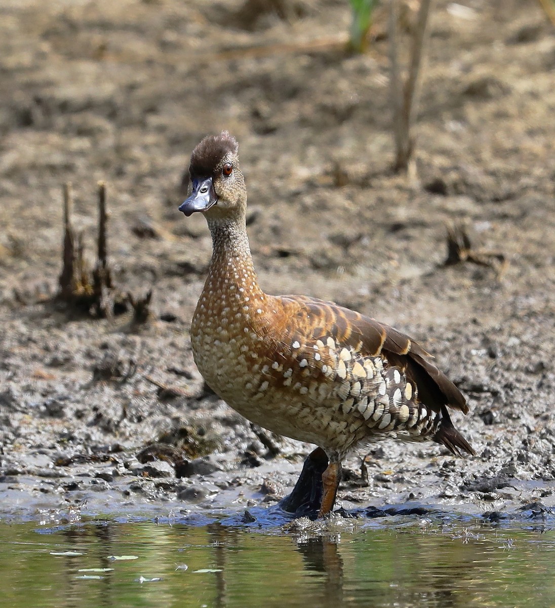 Spotted Whistling-Duck - Tony Ashton