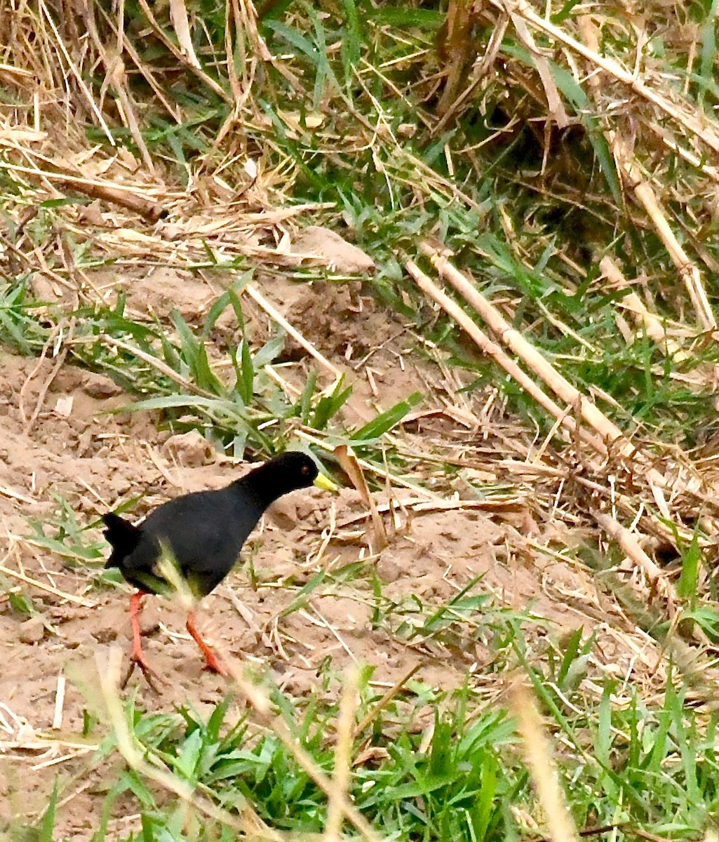 Black Crake - ML195484571