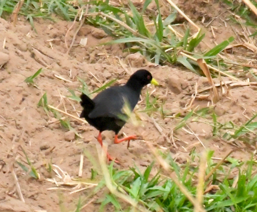 Black Crake - ML195484601