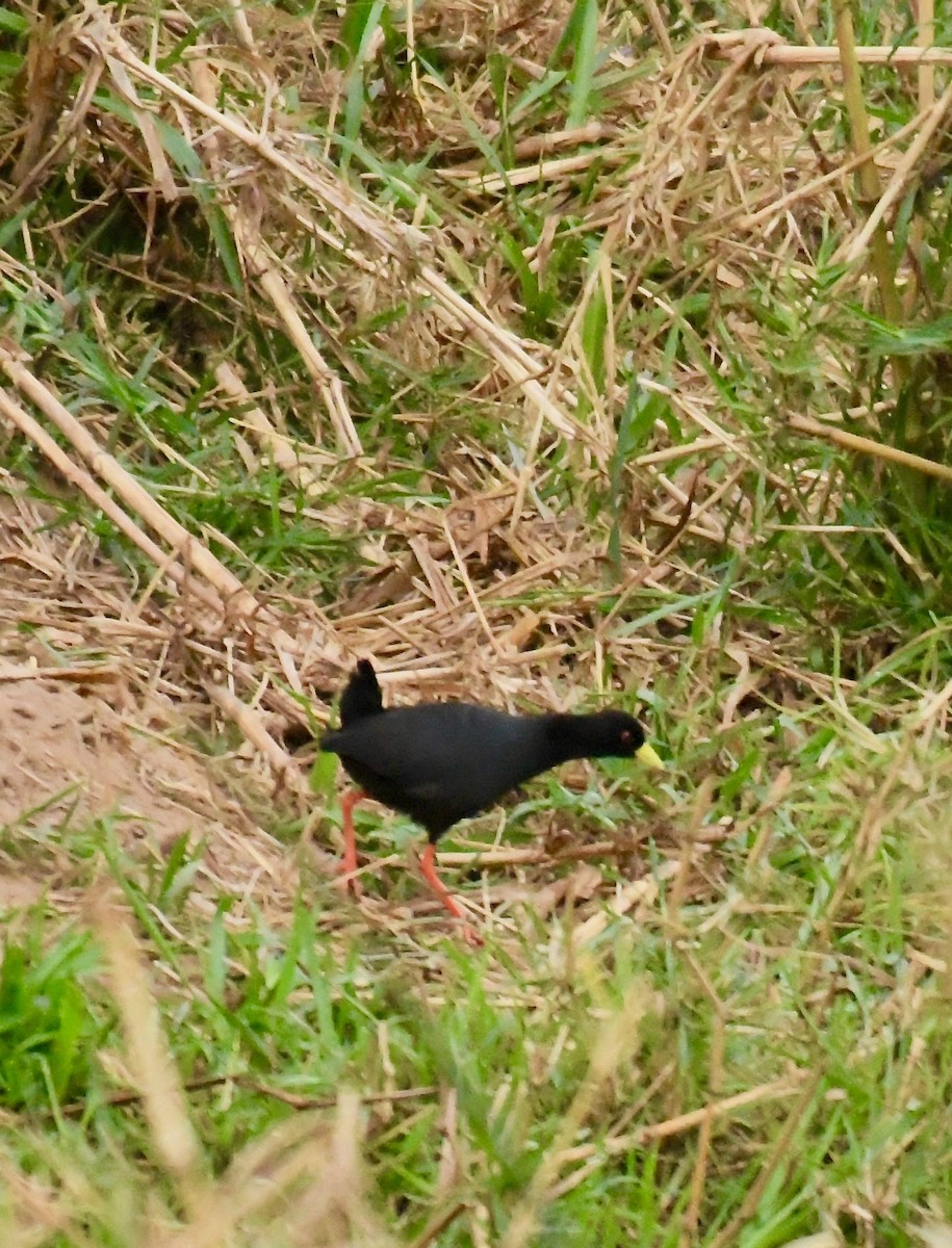 Black Crake - ML195484661