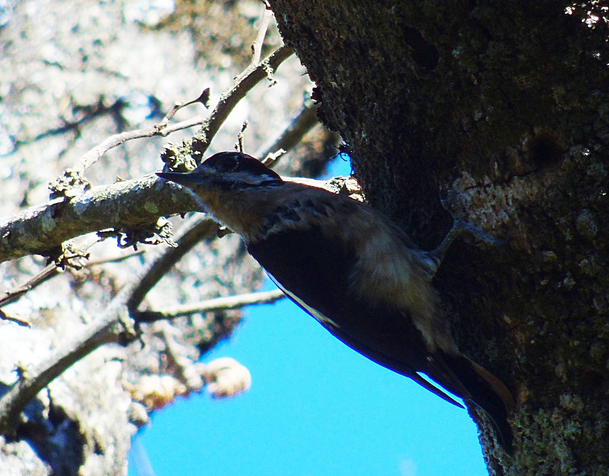 Hairy Woodpecker - ML195484901