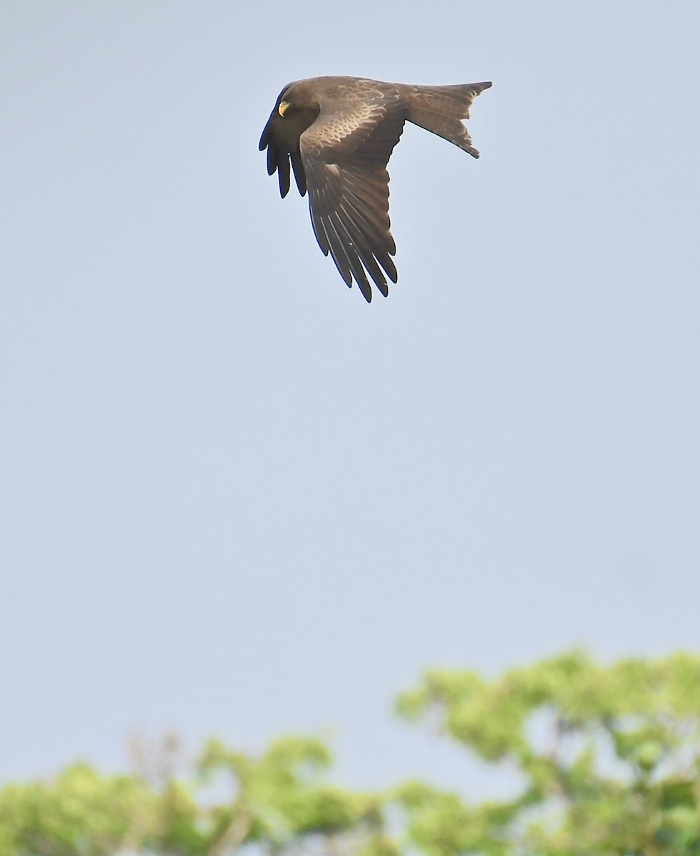 Black Kite (Yellow-billed) - ML195485001