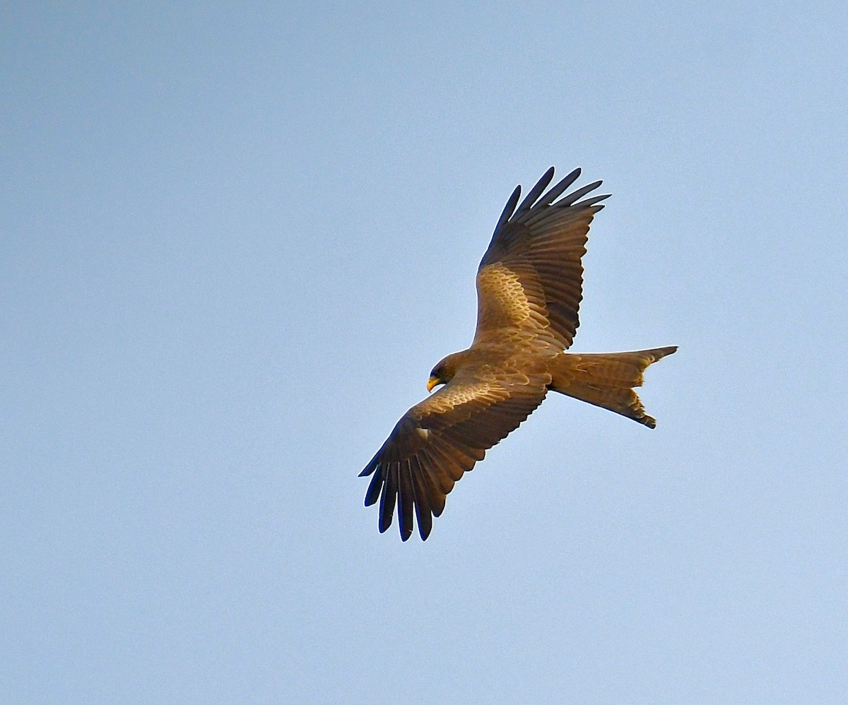 Black Kite (Yellow-billed) - ML195485031