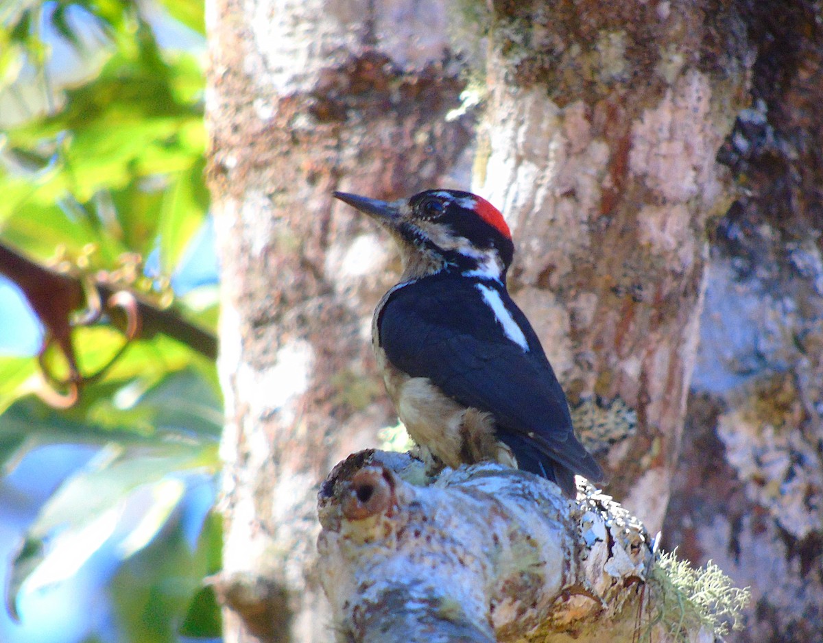 Hairy Woodpecker - ML195485241