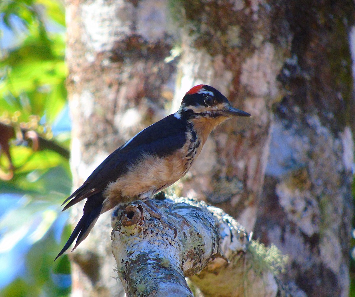 Hairy Woodpecker - ML195485311