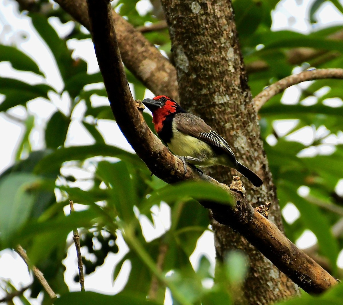 Black-collared Barbet - Theresa Bucher