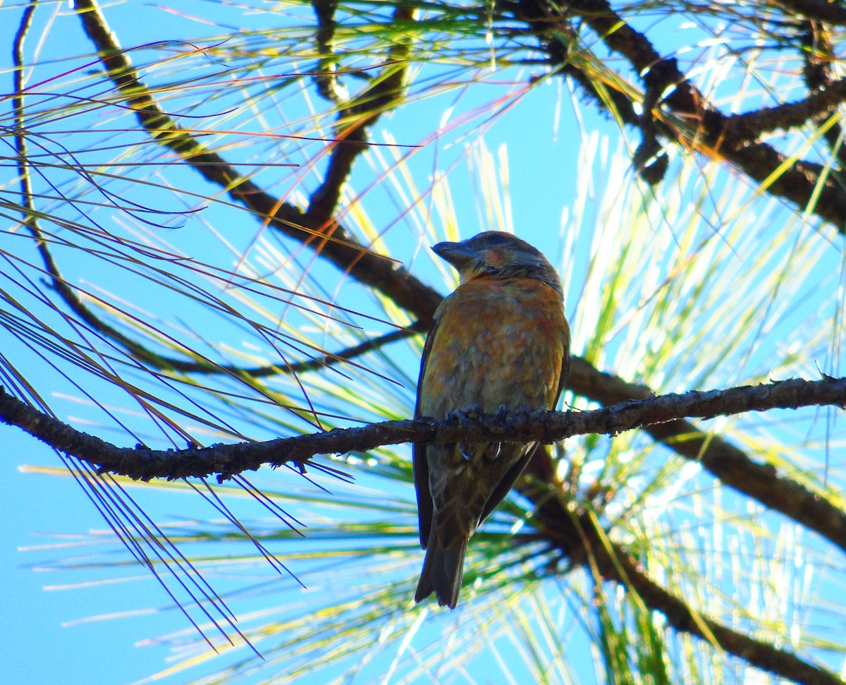 Red Crossbill - ML195485761