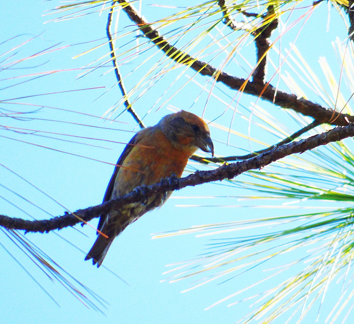 Red Crossbill - ML195485771