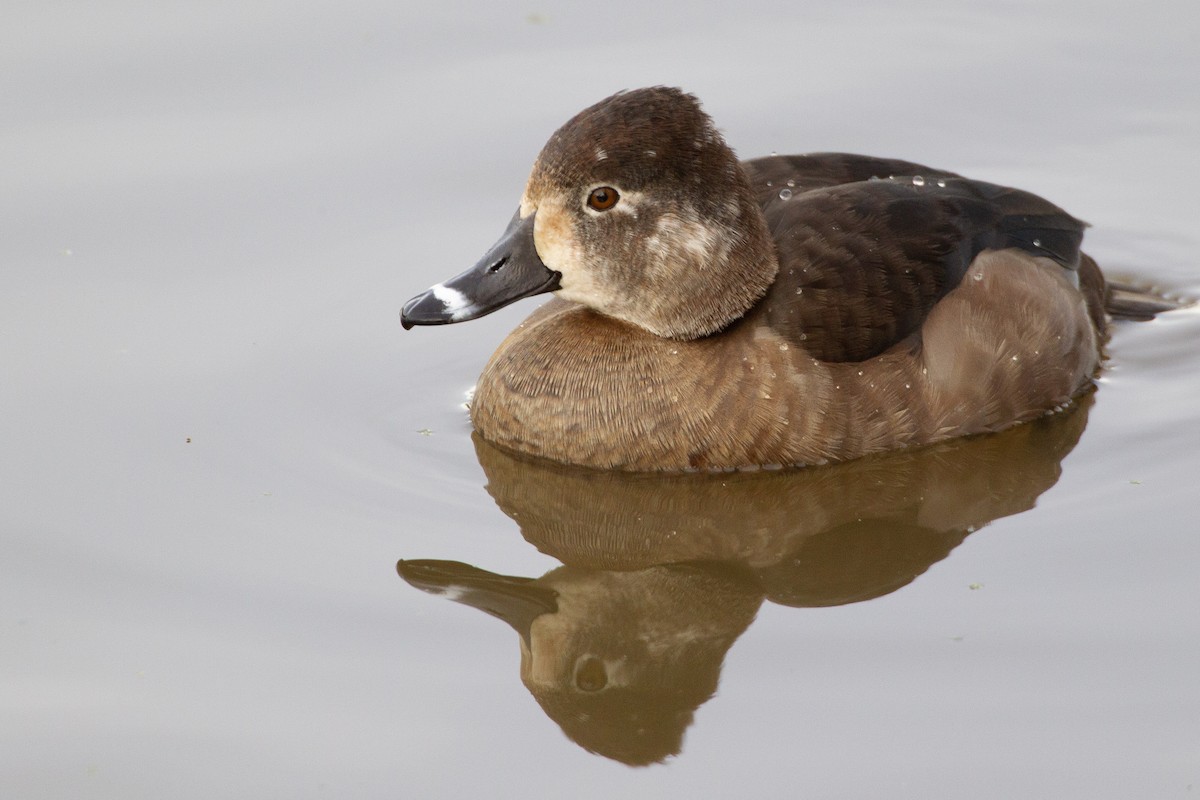 Ring-necked Duck - ML195487691