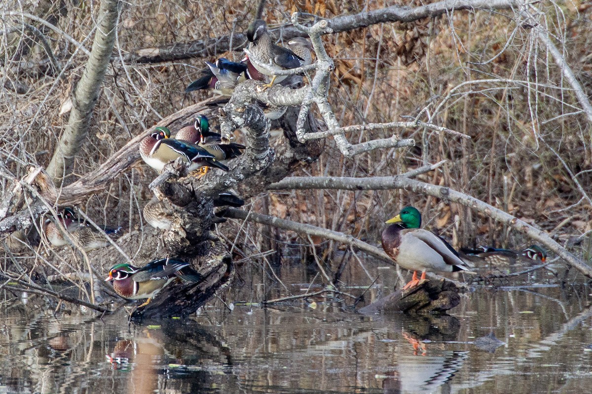 Wood Duck - ML195488361