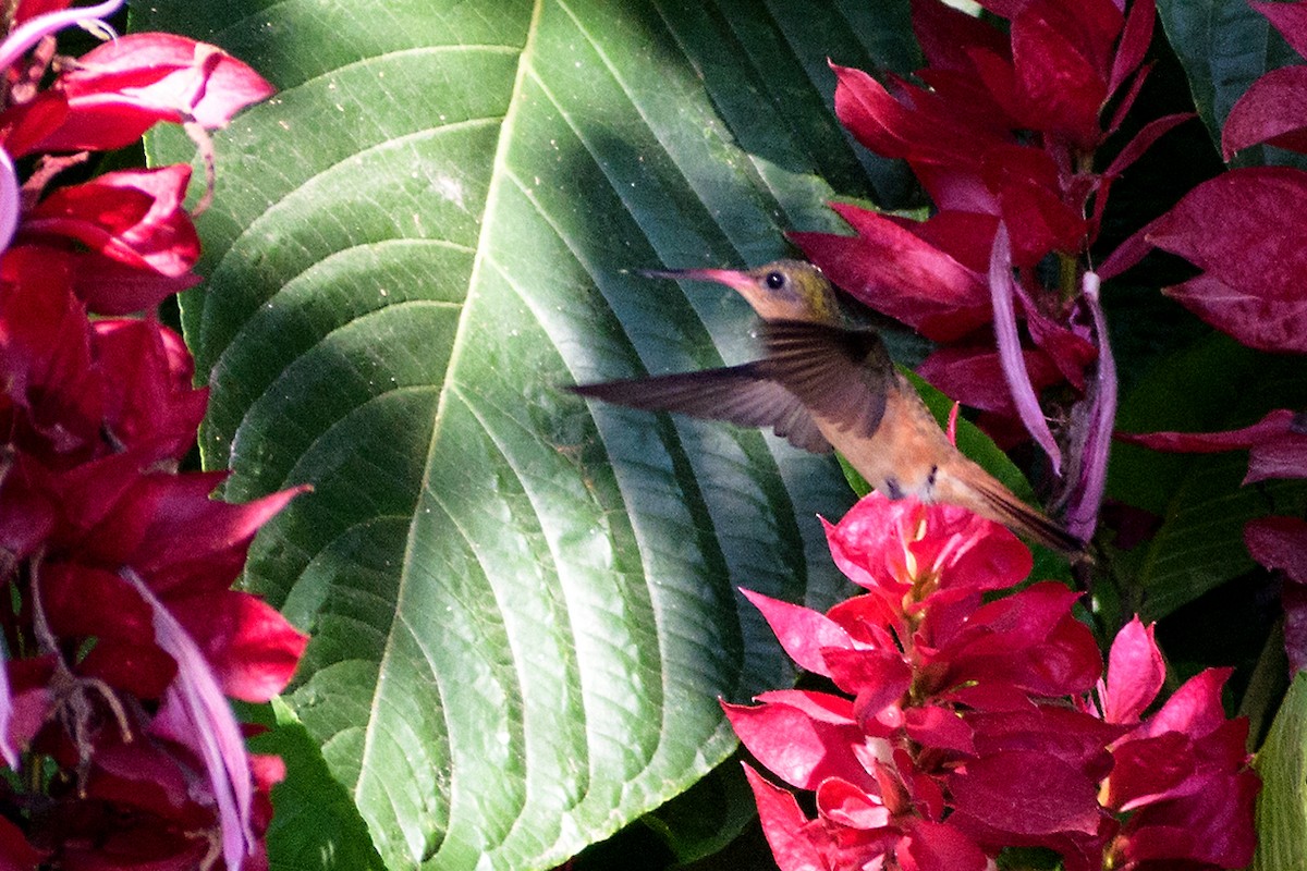 kolibřík ryšavý - ML195489681