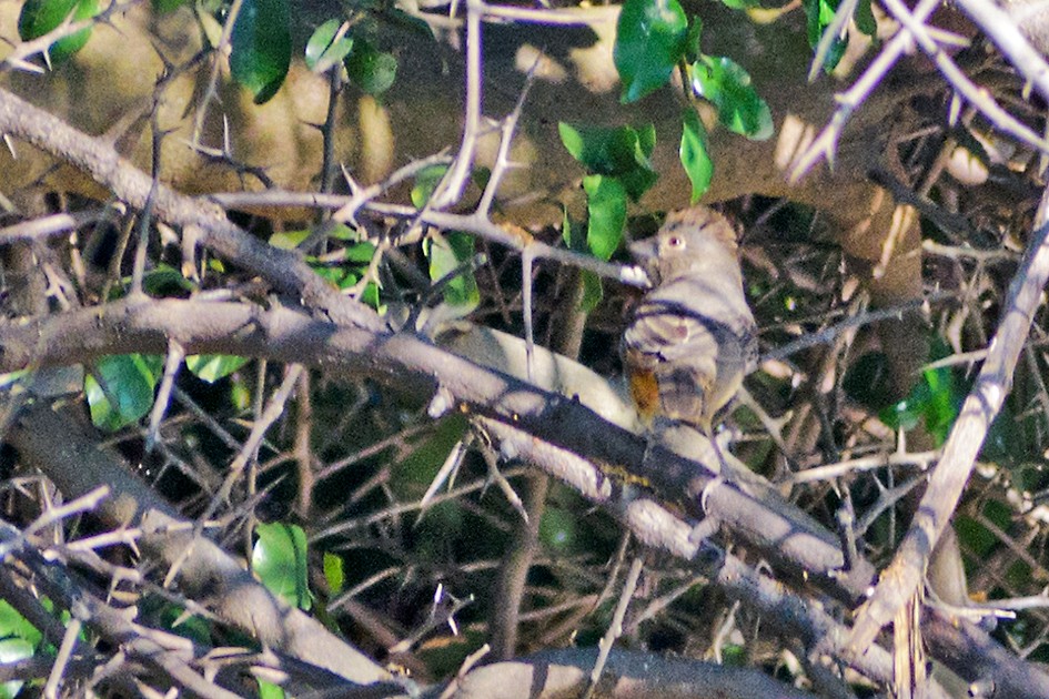 Canyon Towhee - ML195490181