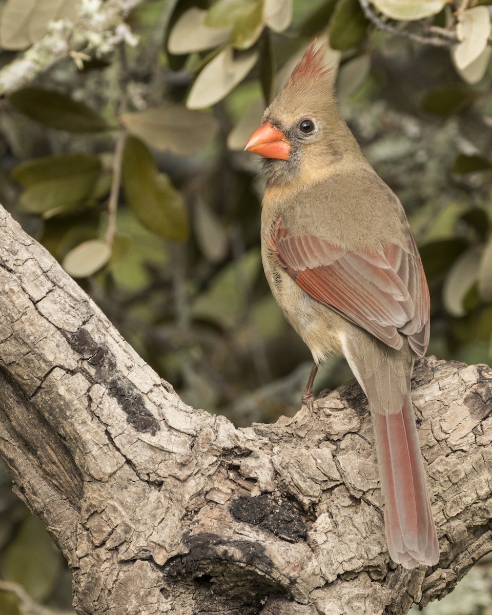 Northern Cardinal - Daniel Kelch