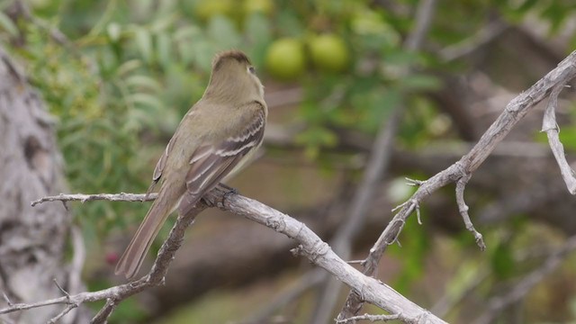 Western Flycatcher (Pacific-slope) - ML195493981