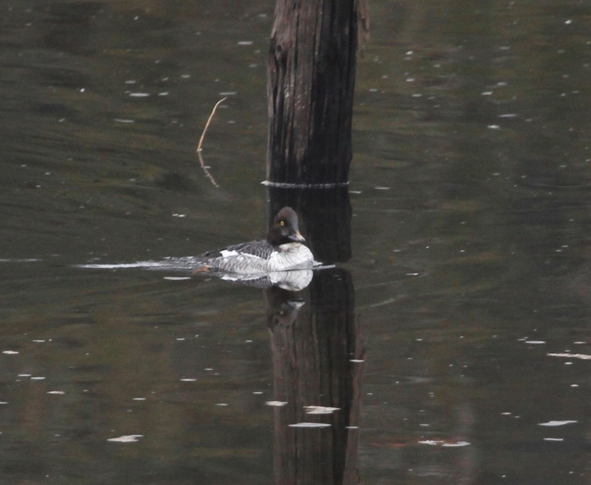 Common Goldeneye - ML195495491