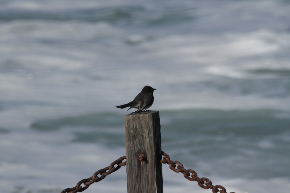 Black Phoebe - ML195502931