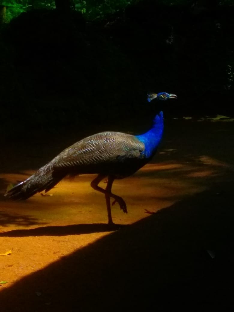 Indian Peafowl - ML195503451