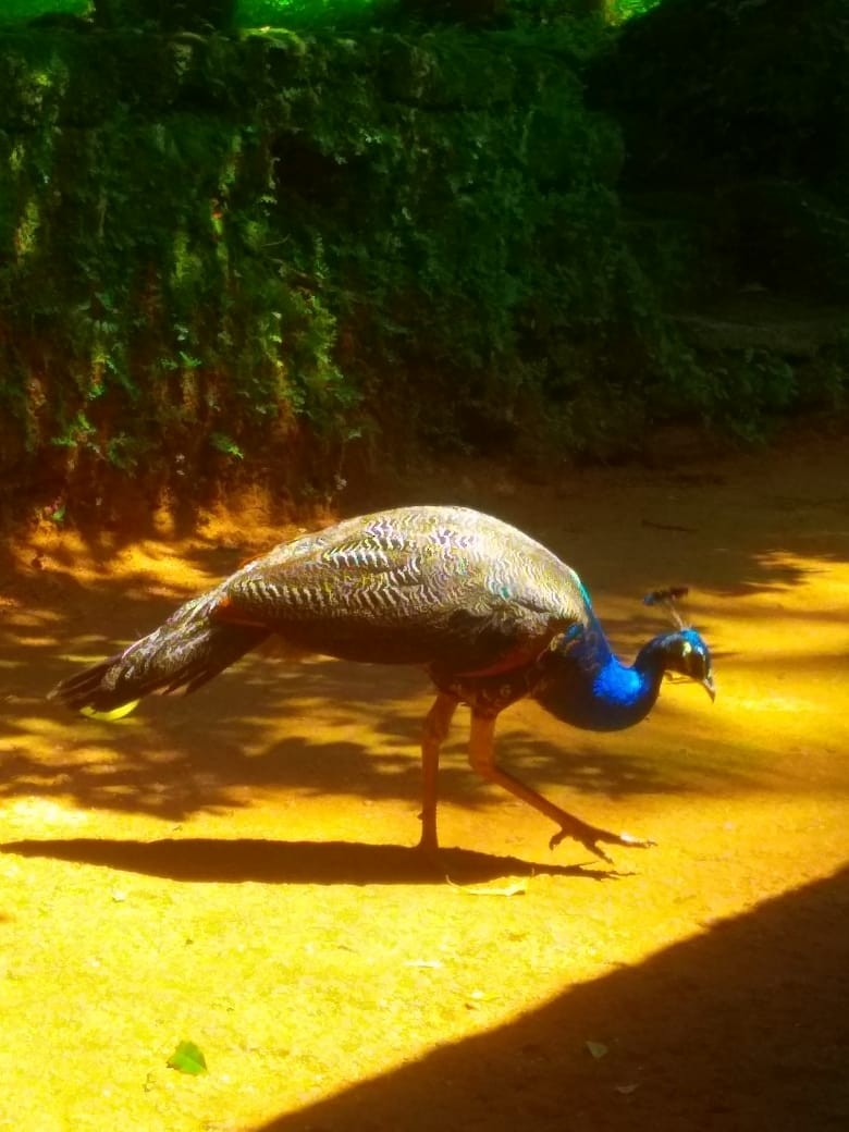 Indian Peafowl - ML195503481