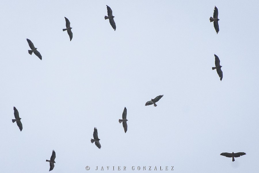 Swainson's Hawk - ML195503891