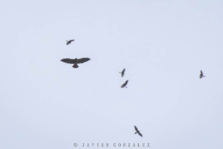 Swainson's Hawk - ML195503901