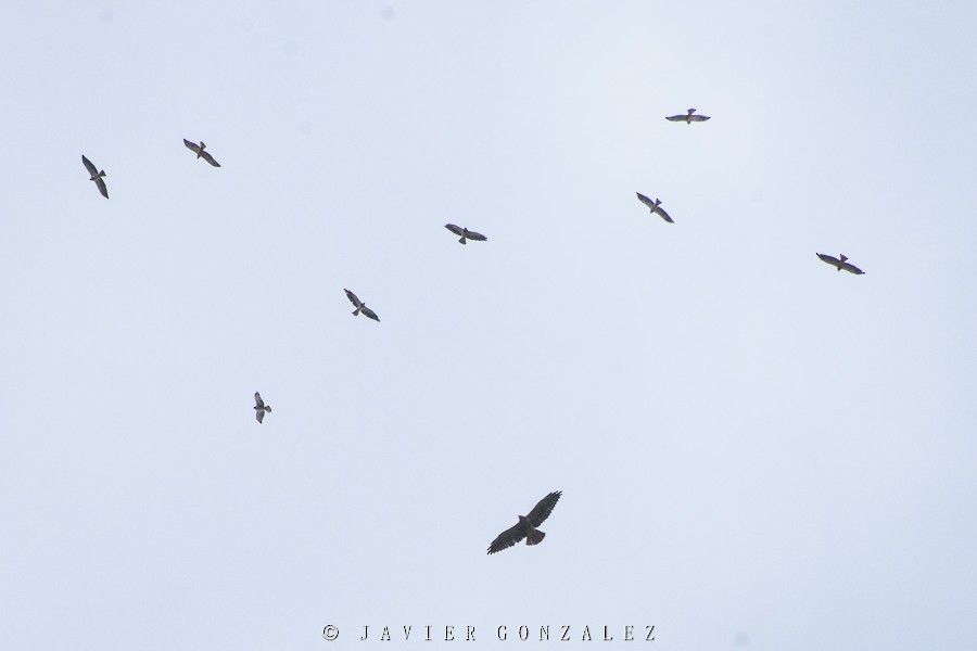 Swainson's Hawk - ML195503911