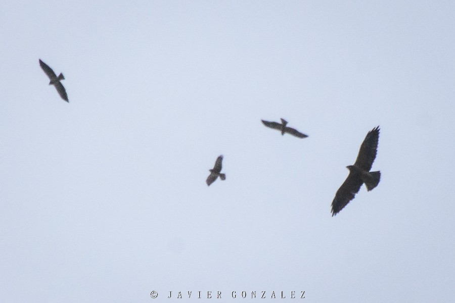 Swainson's Hawk - ML195503951