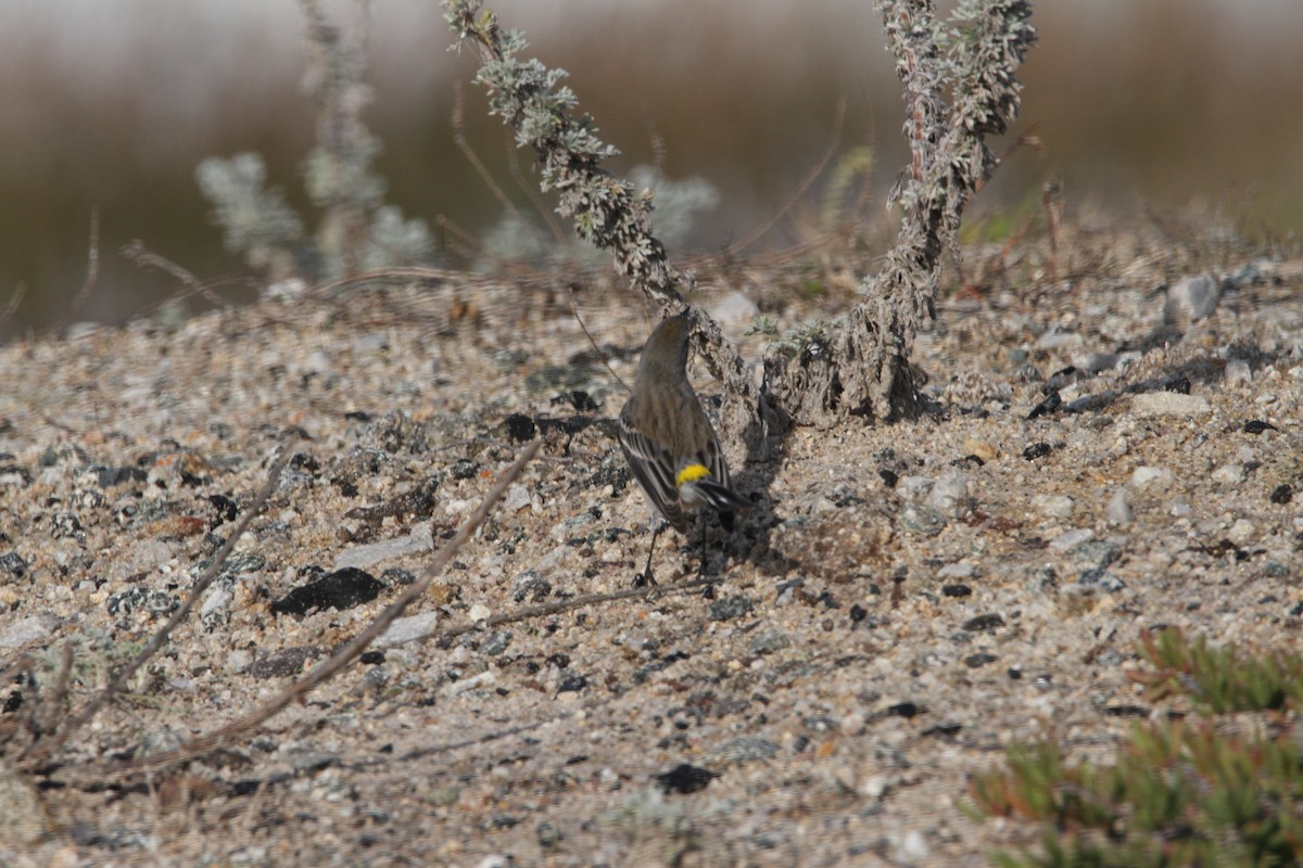 Yellow-rumped Warbler - ML195503971