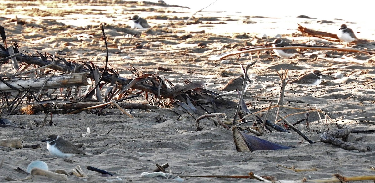 Semipalmated Plover - Luis  Morales