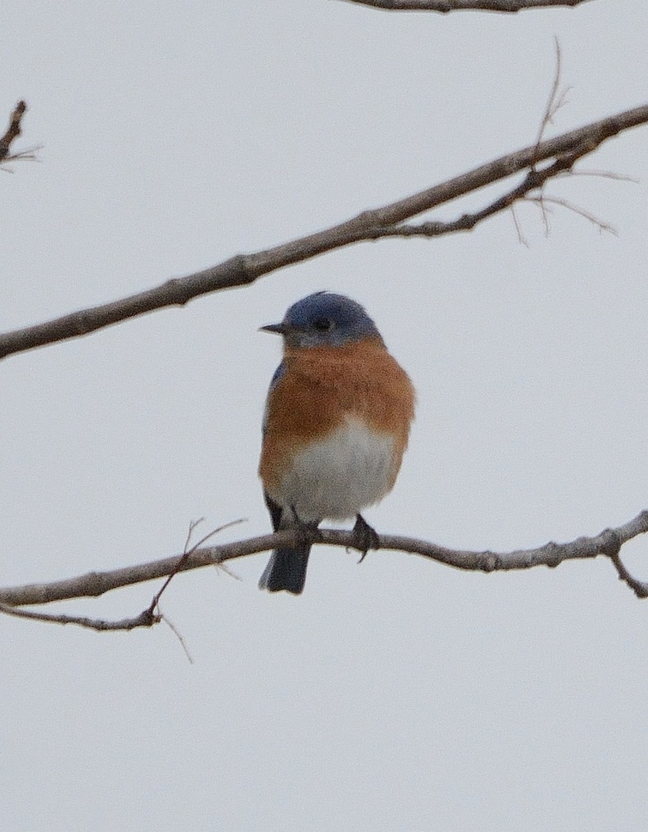 Eastern Bluebird - ML195511271