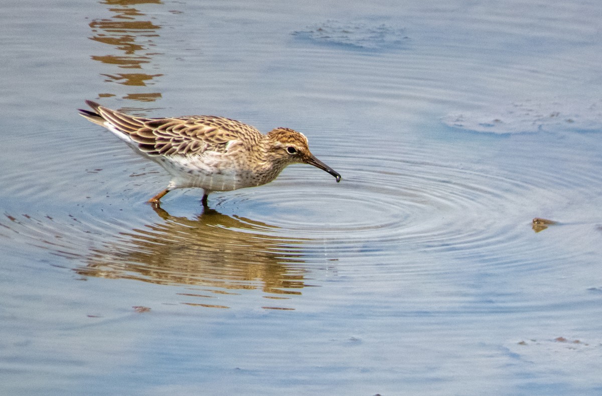 Sharp-tailed Sandpiper - ML195516171