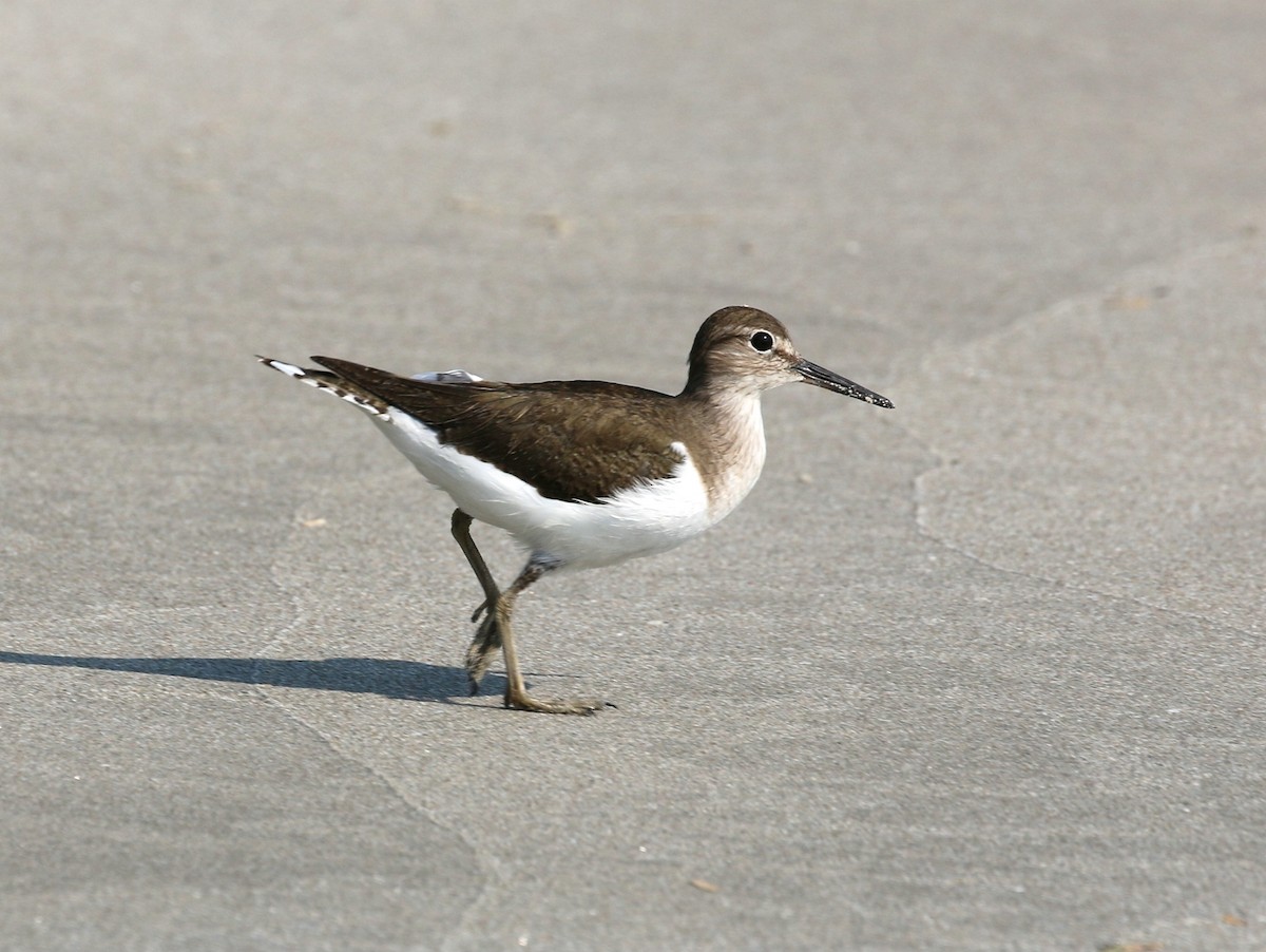 Common Sandpiper - ML195516591