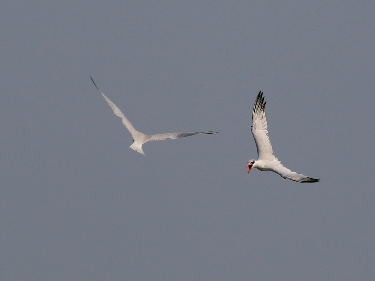 Caspian Tern - ML195516651