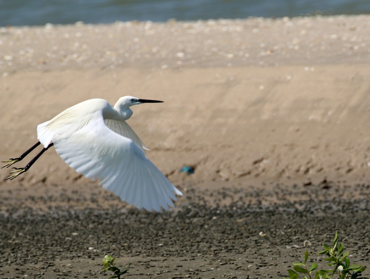 Aigrette garzette - ML195516721