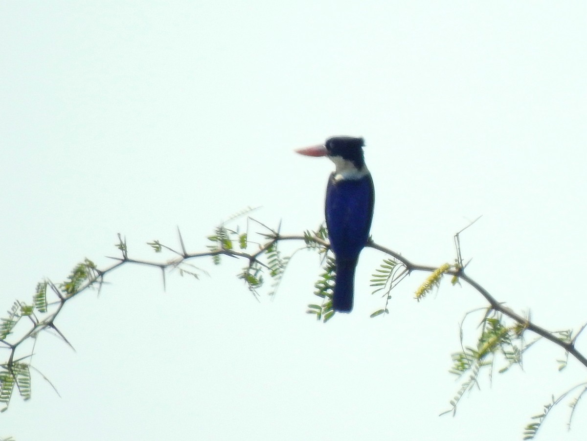 Black-capped Kingfisher - John Sandve