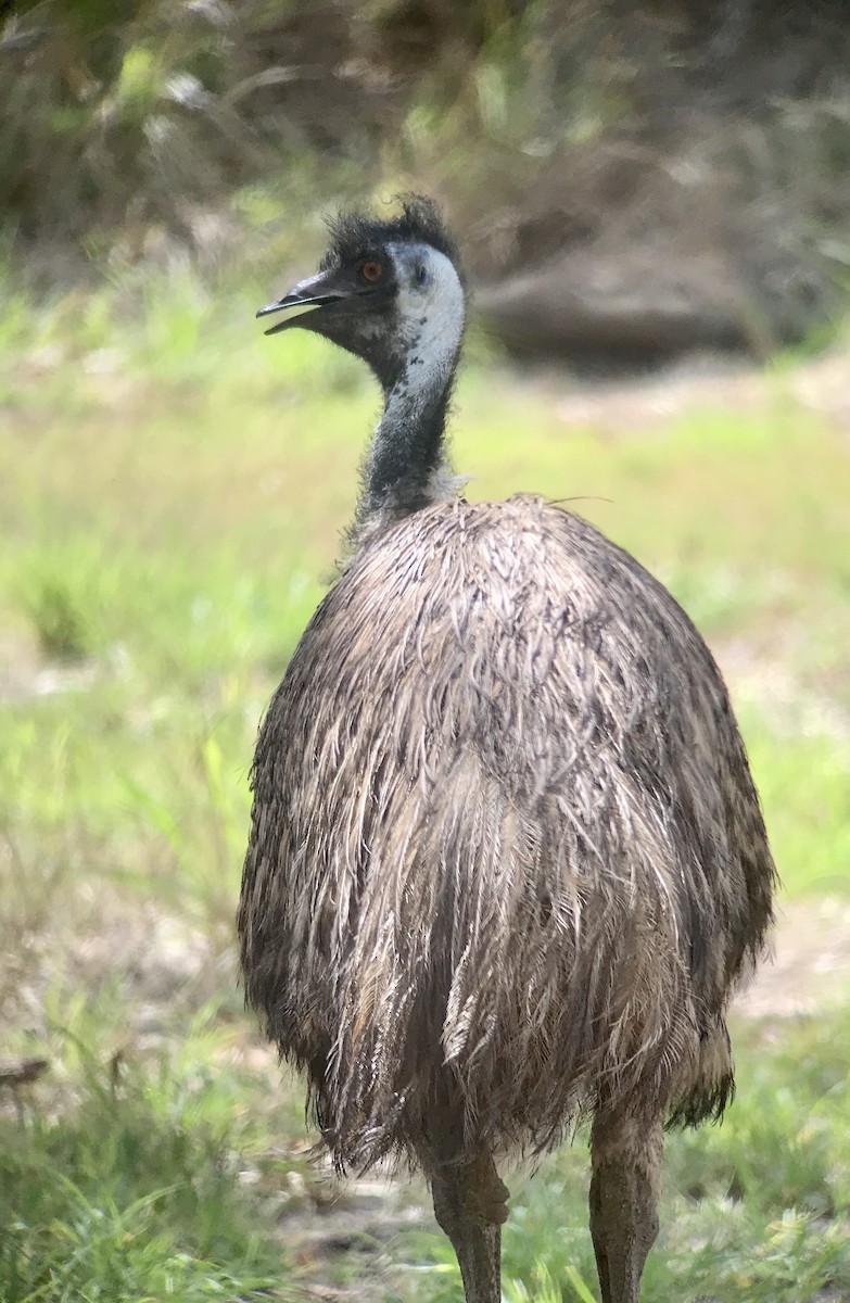 emu hnědý - ML195517381