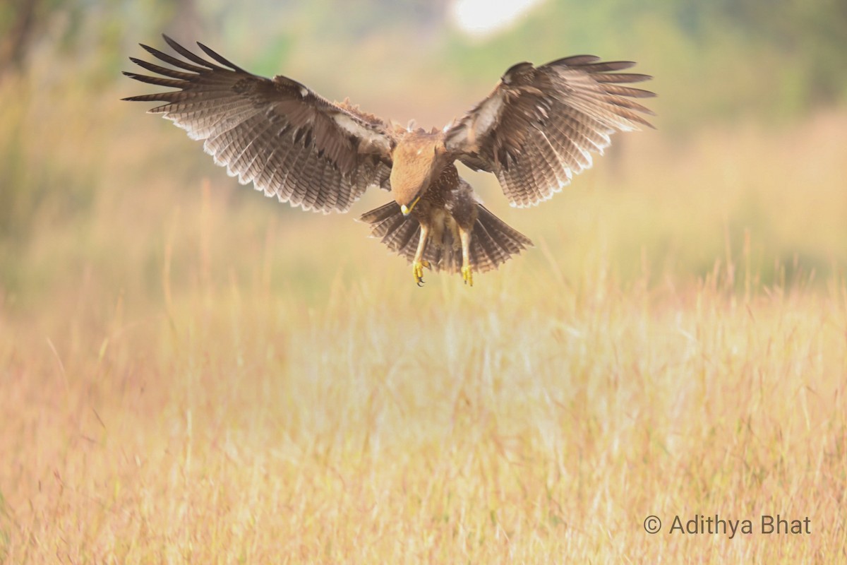 Indian Spotted Eagle - ML195517781