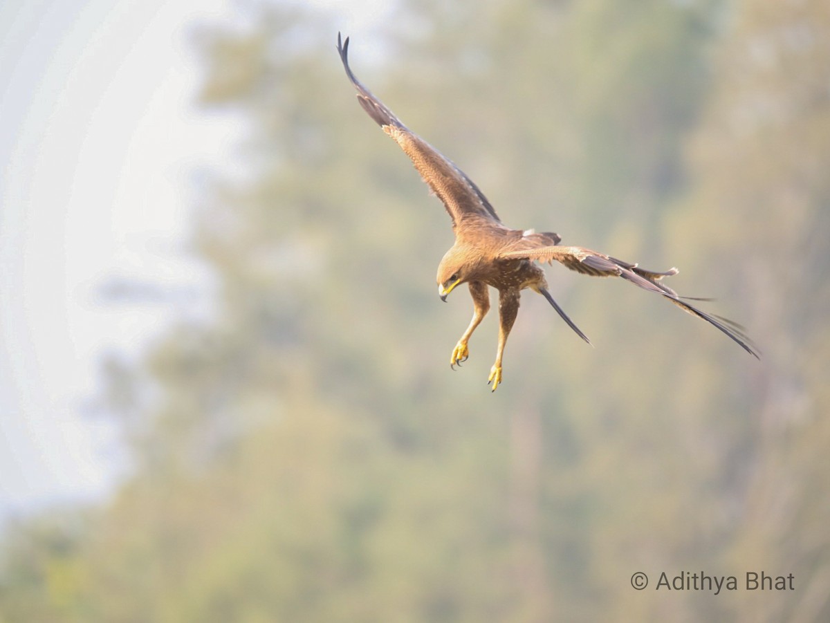 Indian Spotted Eagle - ML195517791