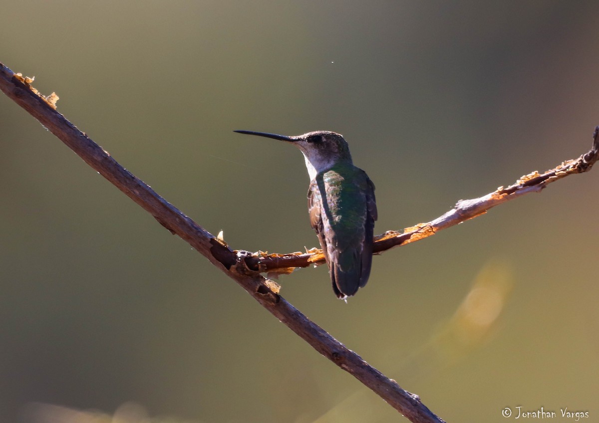 Colibri à gorge noire - ML195517911