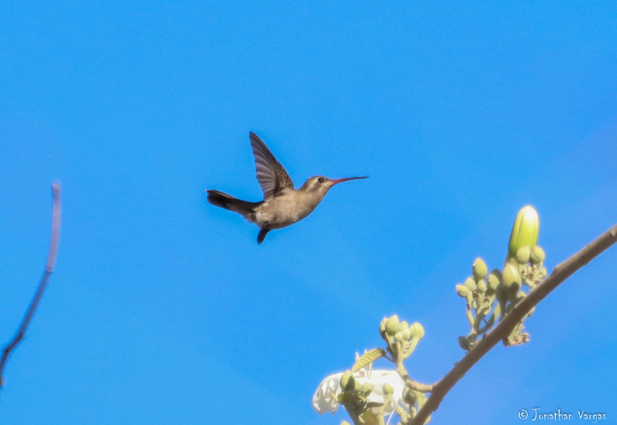 kolibřík temnobřichý - ML195517921
