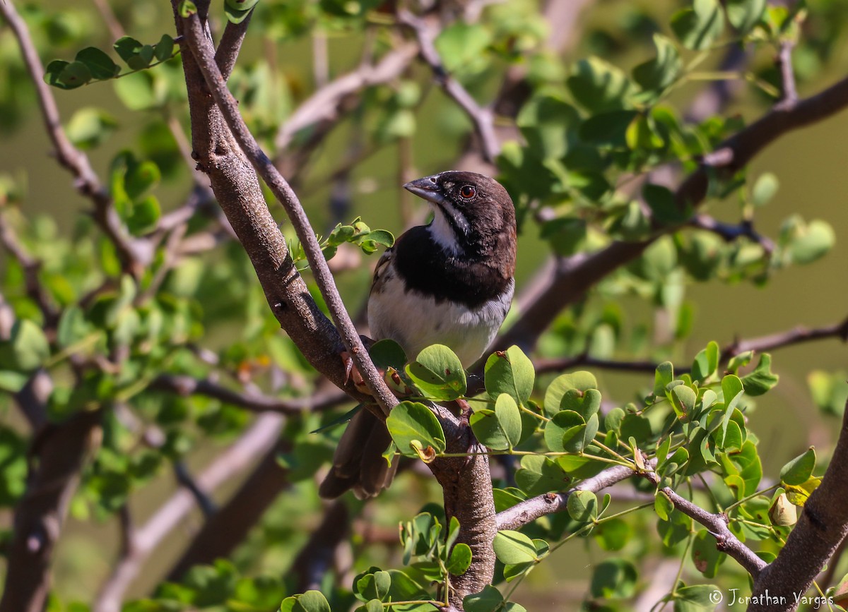 Black-chested Sparrow - ML195518011