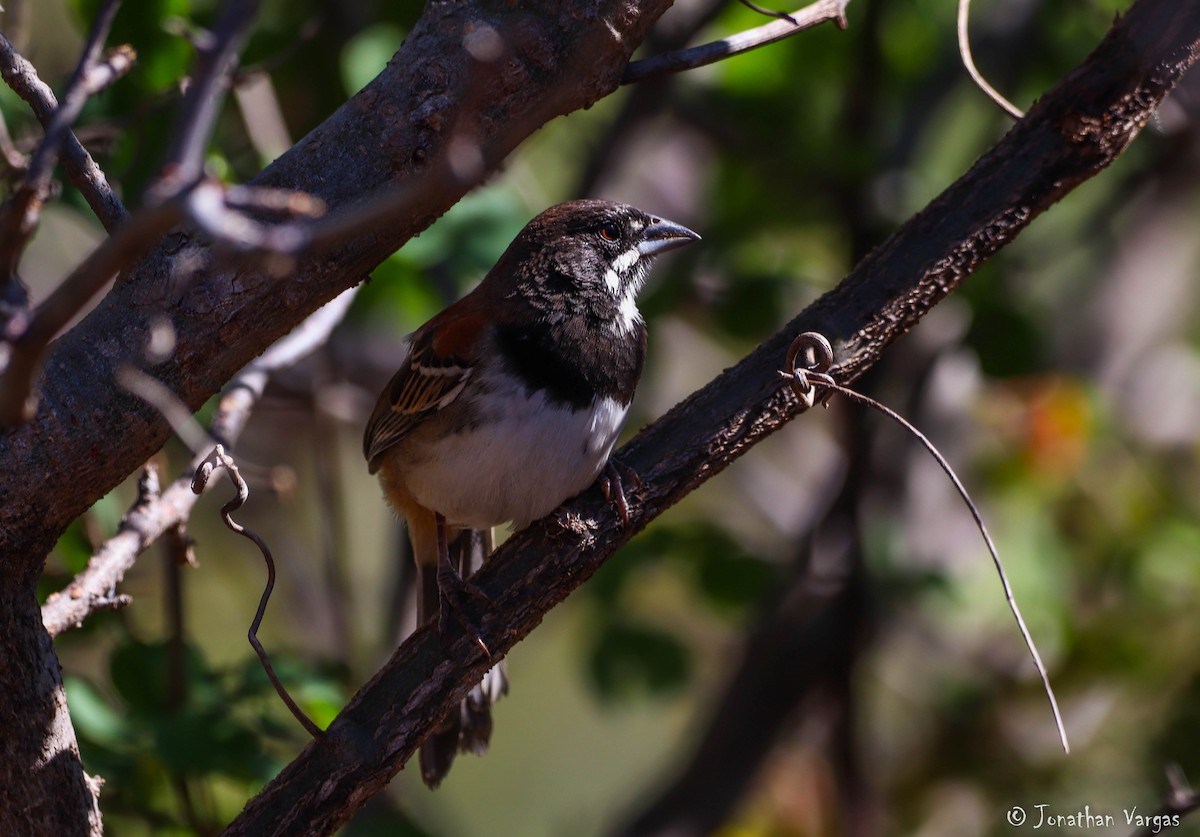 Black-chested Sparrow - ML195518021