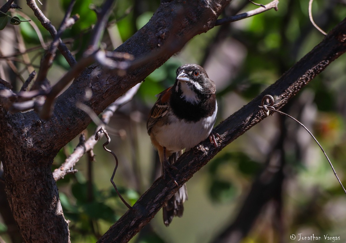Black-chested Sparrow - ML195518031