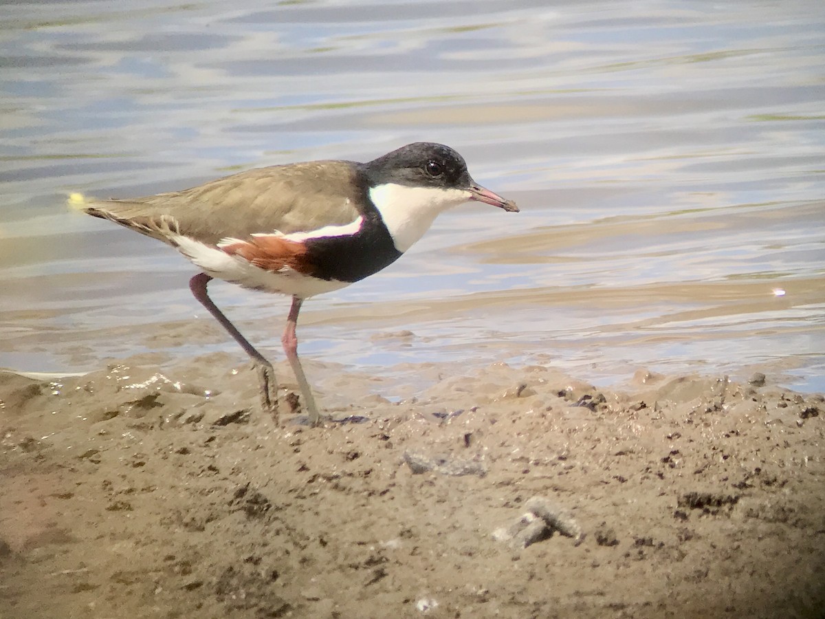 Red-kneed Dotterel - ML195518121