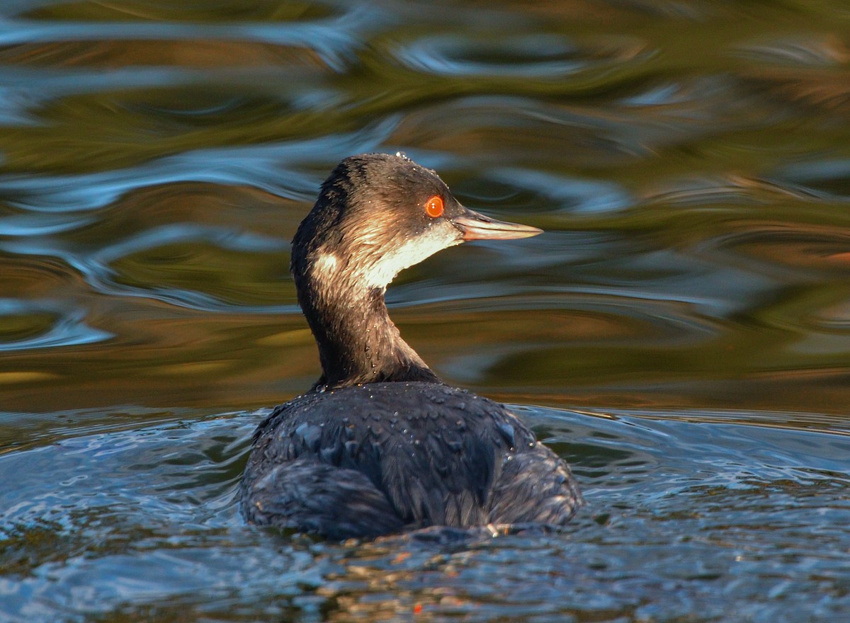 Eared Grebe - ML195518291