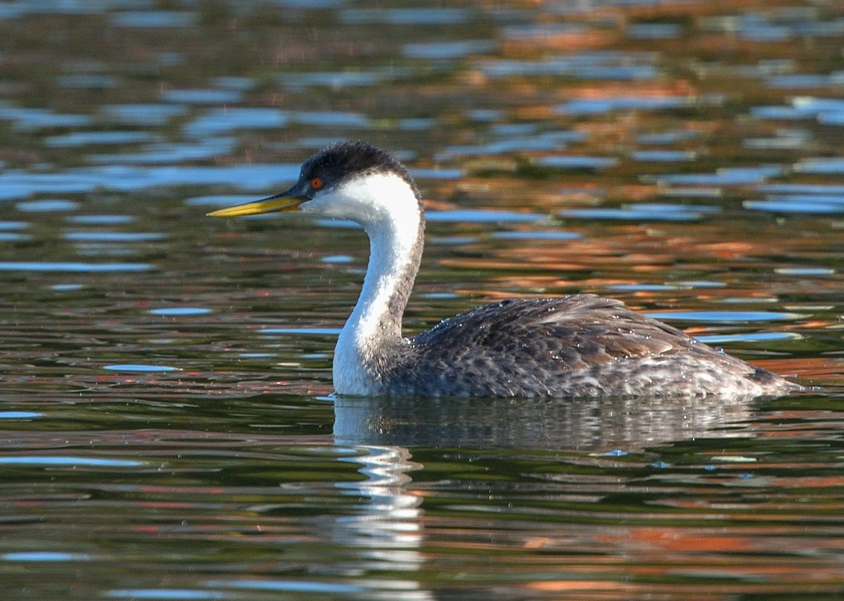 Western Grebe - Jerry Ting