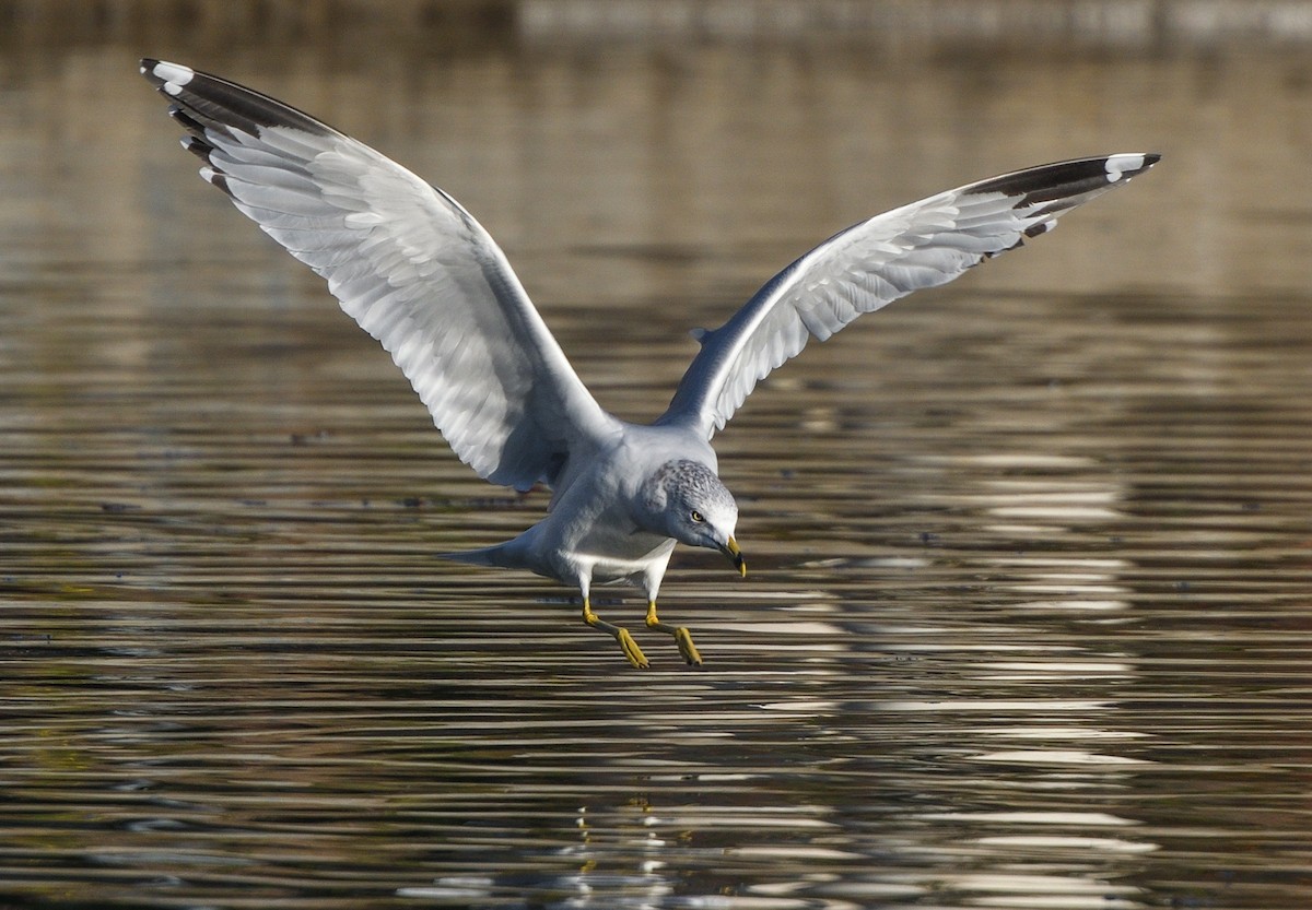 Ring-billed Gull - Jerry Ting