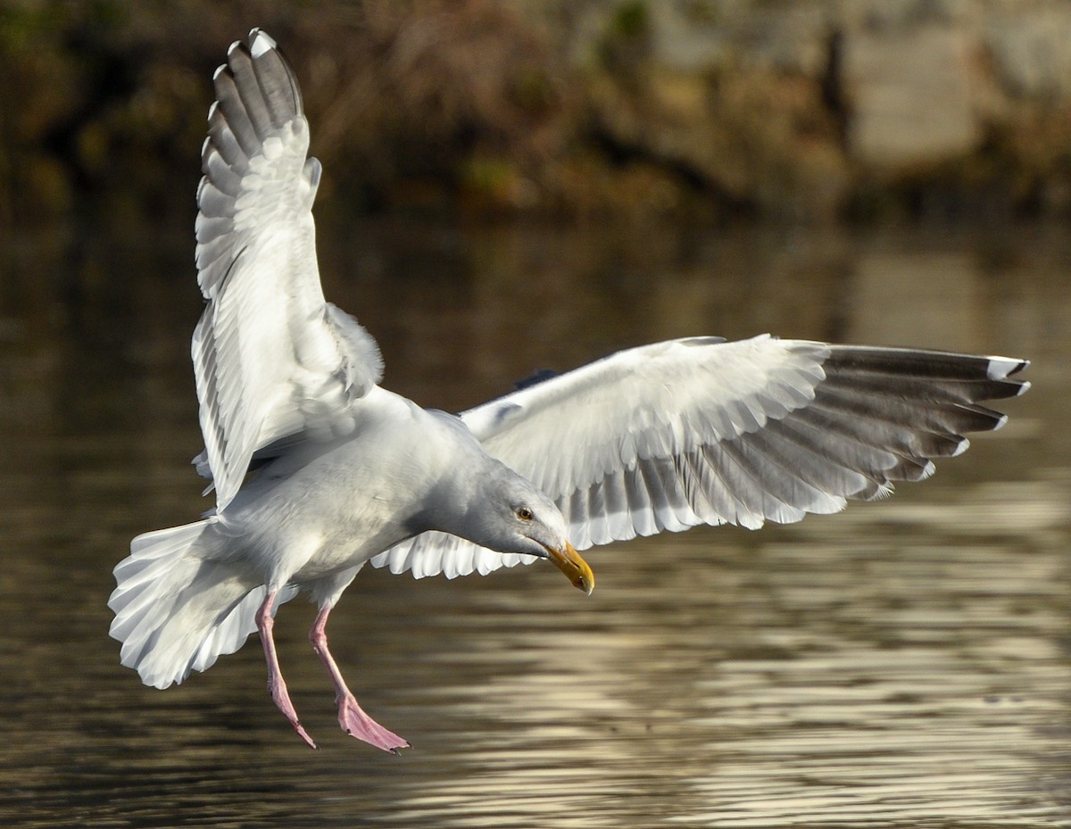 Goéland d'Audubon - ML195518341